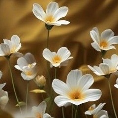 فاطمة ملجؤنا - حسين خير الدين