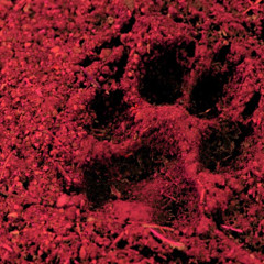 Red Rain (Original Game Soundtrack)