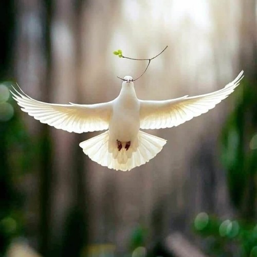 A Wish for Peace