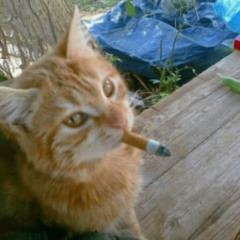 i was already broken but what the hell (prod. bowsa)