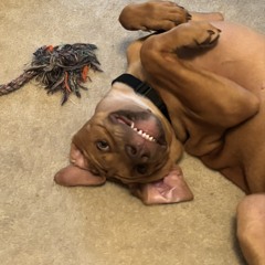 jushavinfun (40hawk)