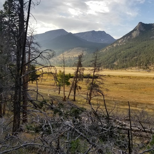 Middle of the Elk Rut -- Rocky Mountain National Park
