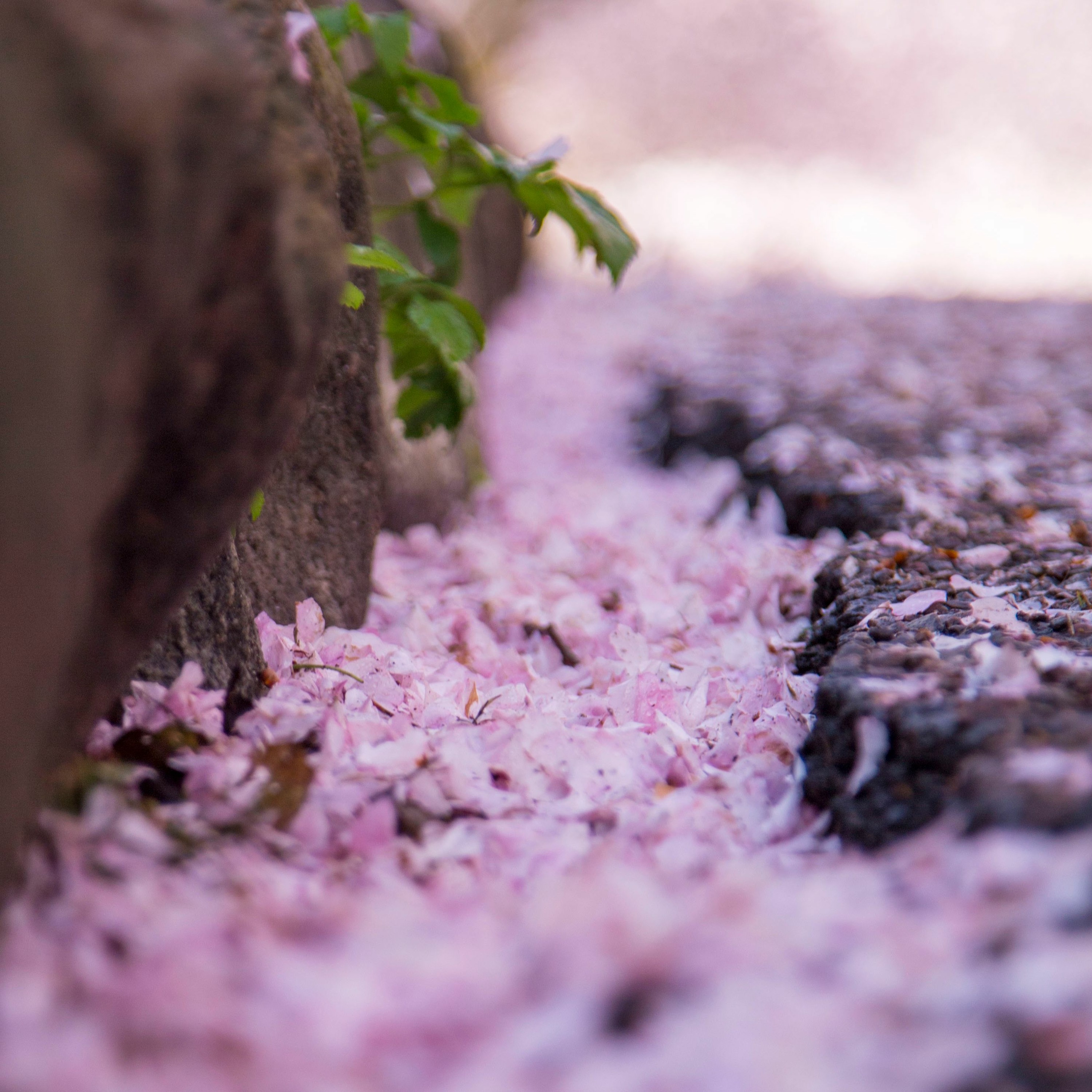 The Heart of Meditation - Part 1