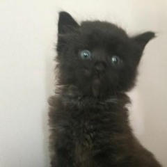 backyard boy - mashup