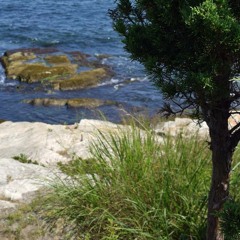 Baisés de Mer 3