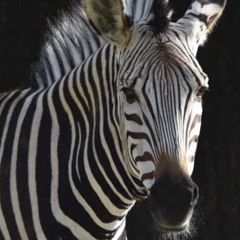 Arpegio de Cebra - Camilo García (re edit)