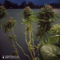 DKmaf - Auto an Auto (Teil Spreng).flac