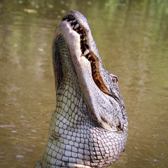Animal Bytes - Crocodile