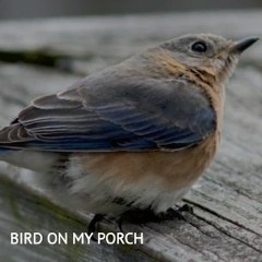 Bird On My Porch