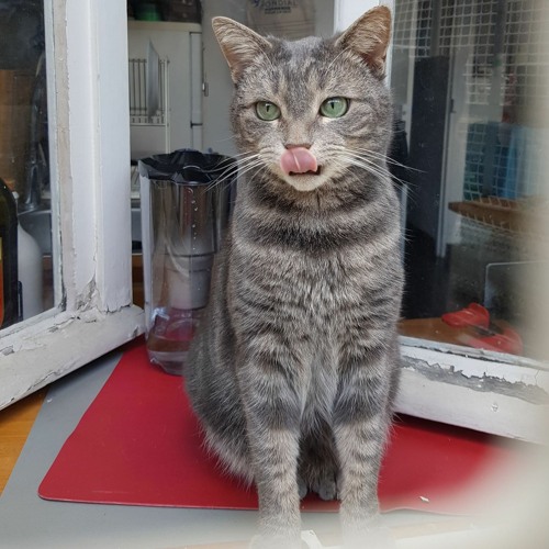 Stream Episode Podcat Mon Chat A Sauve Mon Confinement By Stephane Geneste Podcast Listen Online For Free On Soundcloud