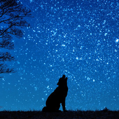 Ululato di lupi di notte