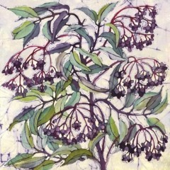 Elderberry