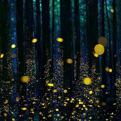 Fireflies