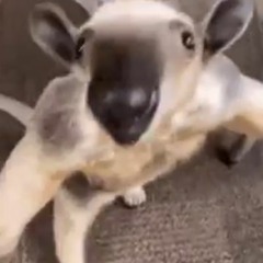 young three gen - tamandua freestyle :D (luthien)young three gen - tamandua freestyle :D