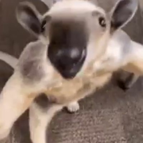 young three gen - tamandua freestyle :D (luthien)young three gen - tamandua freestyle :D