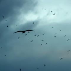 FLY