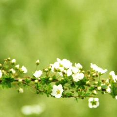 熊仔 top background DOWNLOAD