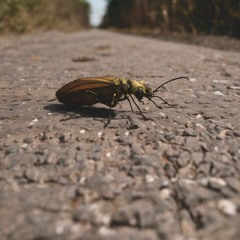 Hit the Road, Strich