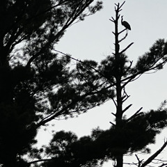 Happier Than Ever Cover