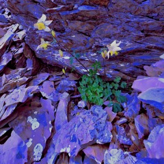 Setting Out (Free Download Click Buy)