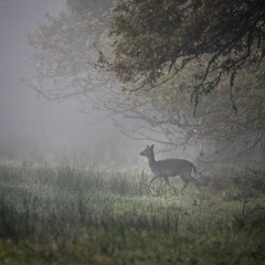 Fallow Deer Rut Storm Ahsley