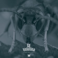 La Velutina