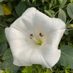 Biophyal - AndyK tribal dub