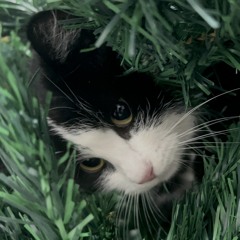 👩🏻‍❤️‍👨🏻🌲