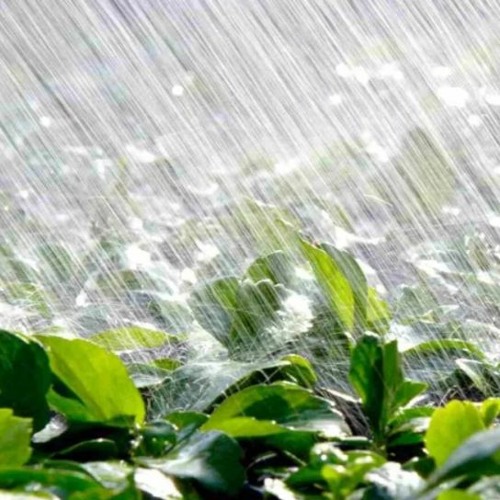 Allen Craig For Video DOWNLOAD