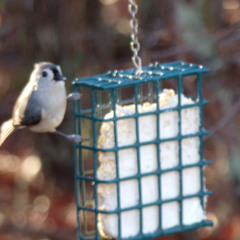 The Sense in Nonsense