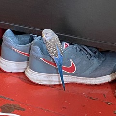 Shoes (Bird Daddy Mix)