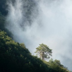 The Corona Tapes