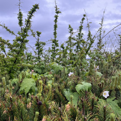 Memoir. [4gatsu Jamby Remix]