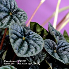 𝐏𝐑𝐄𝐌𝐈𝐄𝐑𝐄  : Pallas Atoll - Due North [泊人 ANKR]