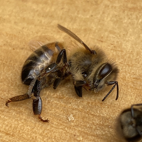 Got the drop – Skii Rollaxk.