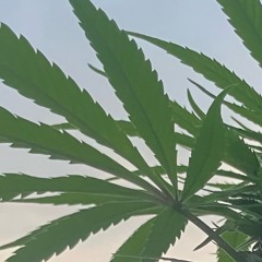 Mixantiq-38... Crave Festival '23