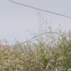 てふてふ English cover (Teto)