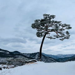 자욱눈 (Blanket of Snow)