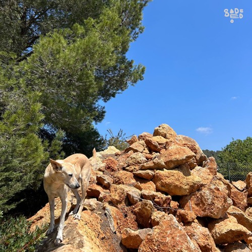 Open Sesame 055 - Sadeedo