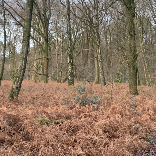 Stream Forbidden Forest Waltz (from Hogwarts Legacy) – recorder cover ...