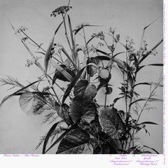 Blue Chemise – Chrysanthemum No 1