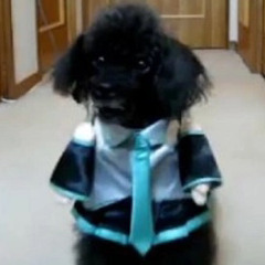 intoxicated marijuana dog