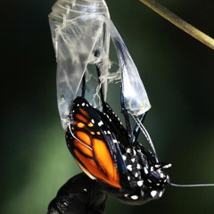 Show You How Ft. stic.man of Dead Prez