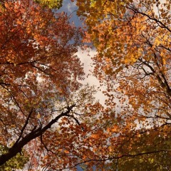 autumn leaves