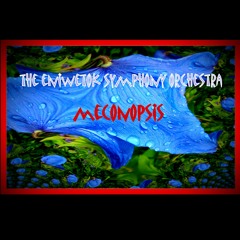 Meconopsis