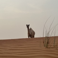 من وليفي ~ محسن