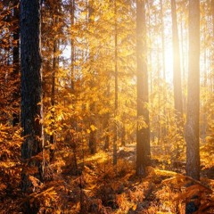 Autumn Mix