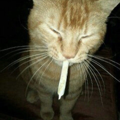 rollin up (prod me)