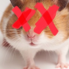 Ki** A Hamster