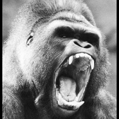 [FREE] PHONK x CLUB BANGER TYPE BEAT - "KING KONG" (prod. by @fantommuzik)
